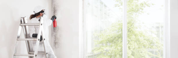 Best Mold Documentation for Insurance Claims  in Bloomingdale, FL